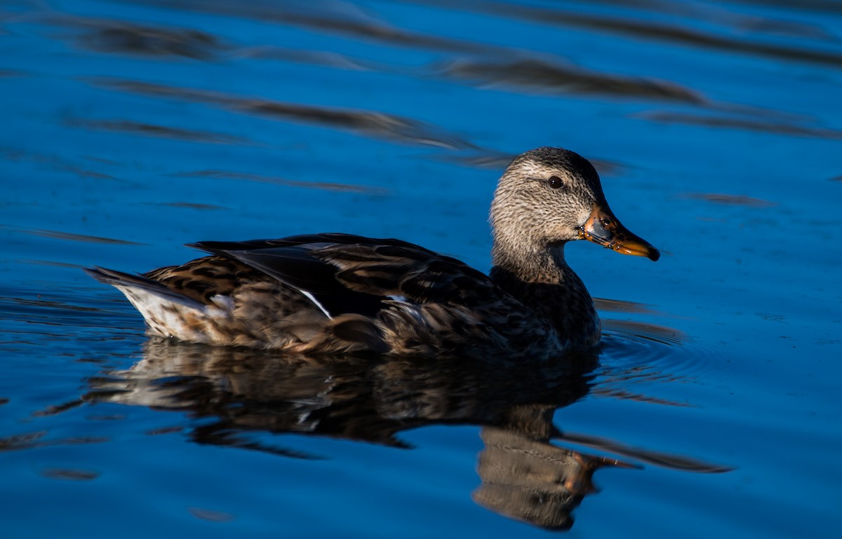 Canard colvert - ML624199224