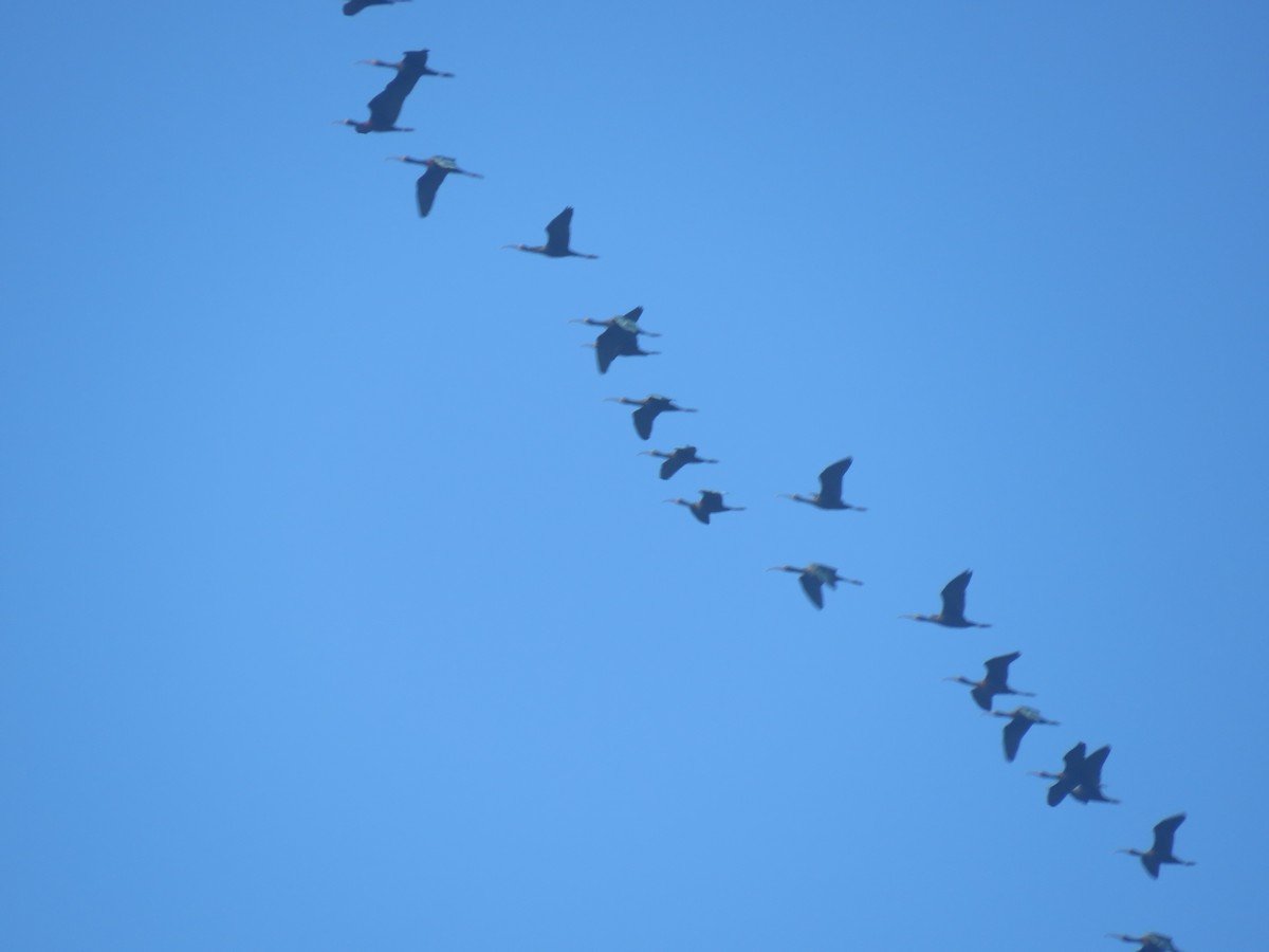 Bare-faced Ibis - ML624199225