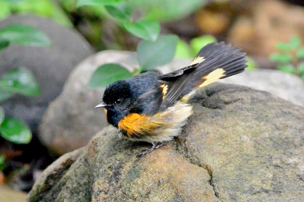 American Redstart - ML624199226