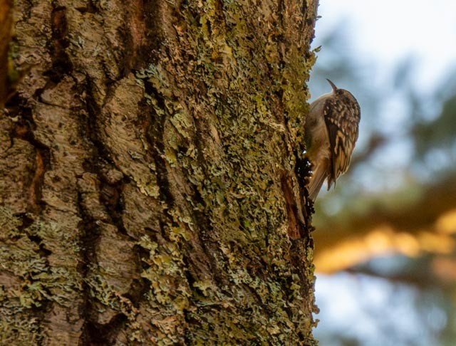 Brown Creeper - ML624199227