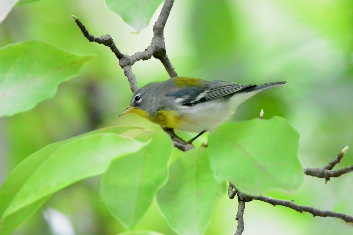 Northern Parula - ML624199228