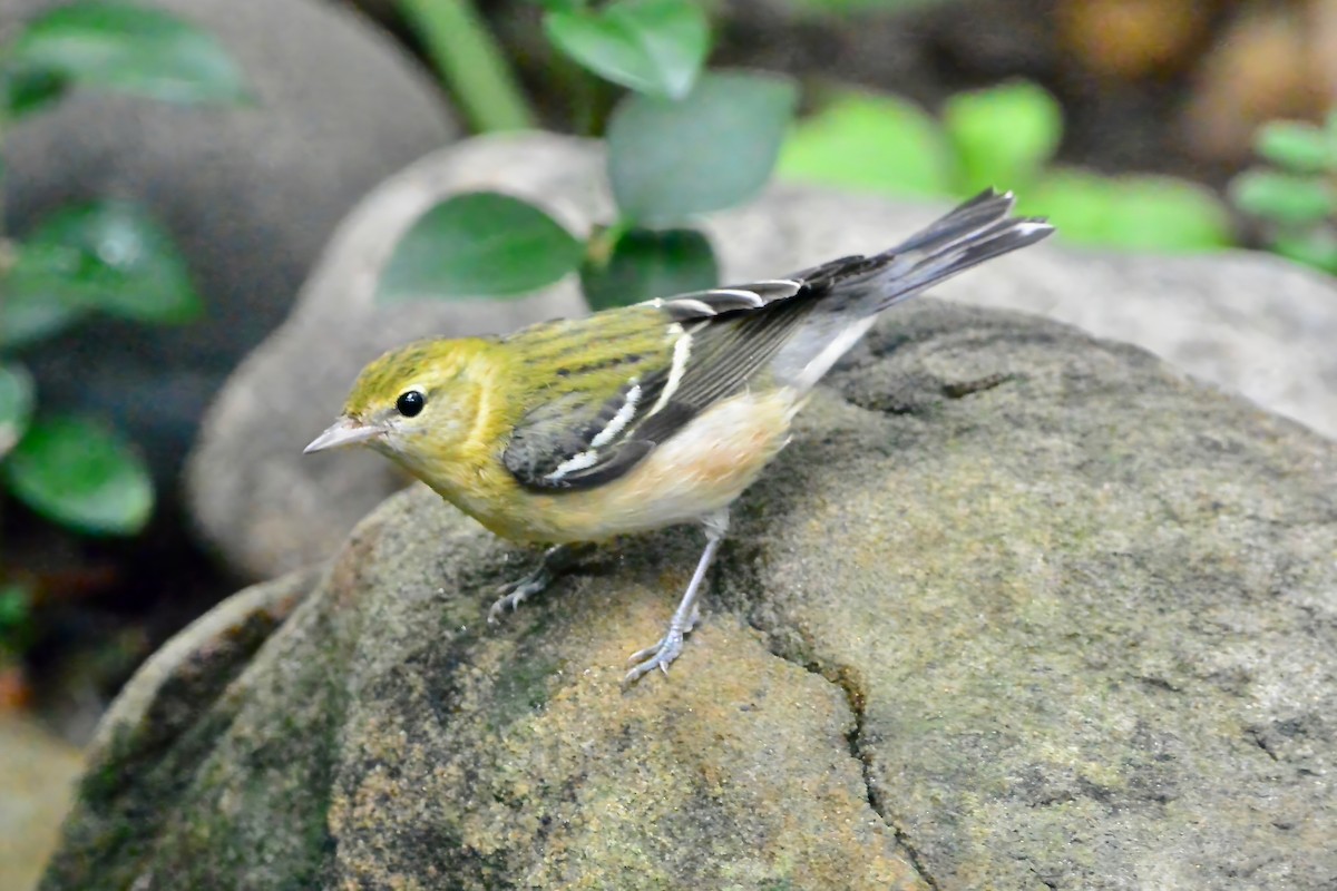 Bay-breasted Warbler - ML624199231