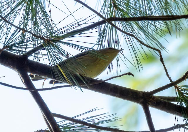 Pine Warbler - ML624199232