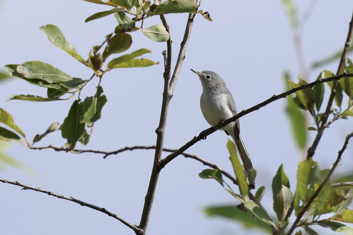 Gobemoucheron gris-bleu - ML624199233