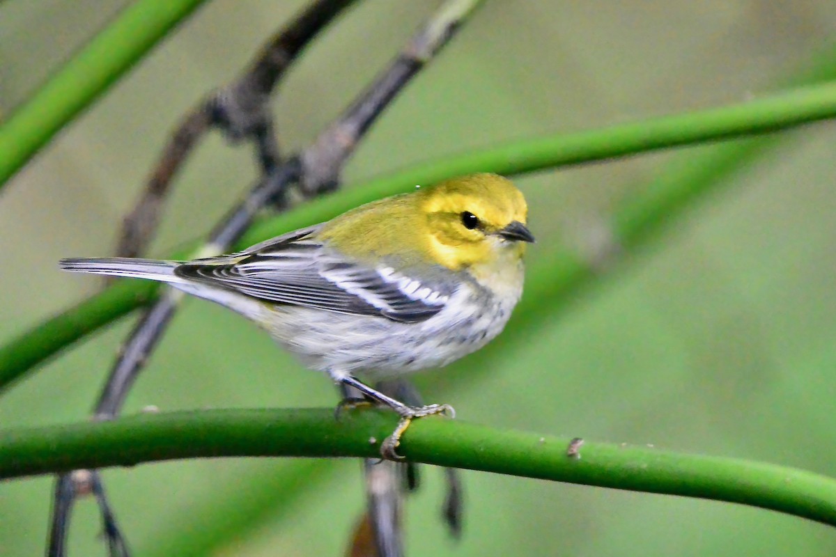 Black-throated Green Warbler - ML624199235