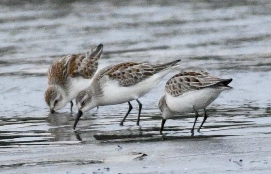 Western Sandpiper - ML624199236