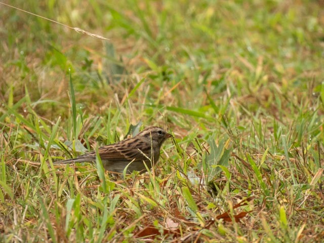 Chipping Sparrow - ML624199237