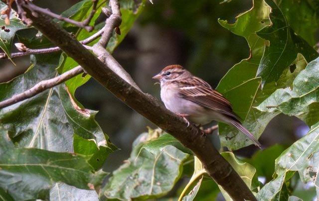 Chipping Sparrow - ML624199238