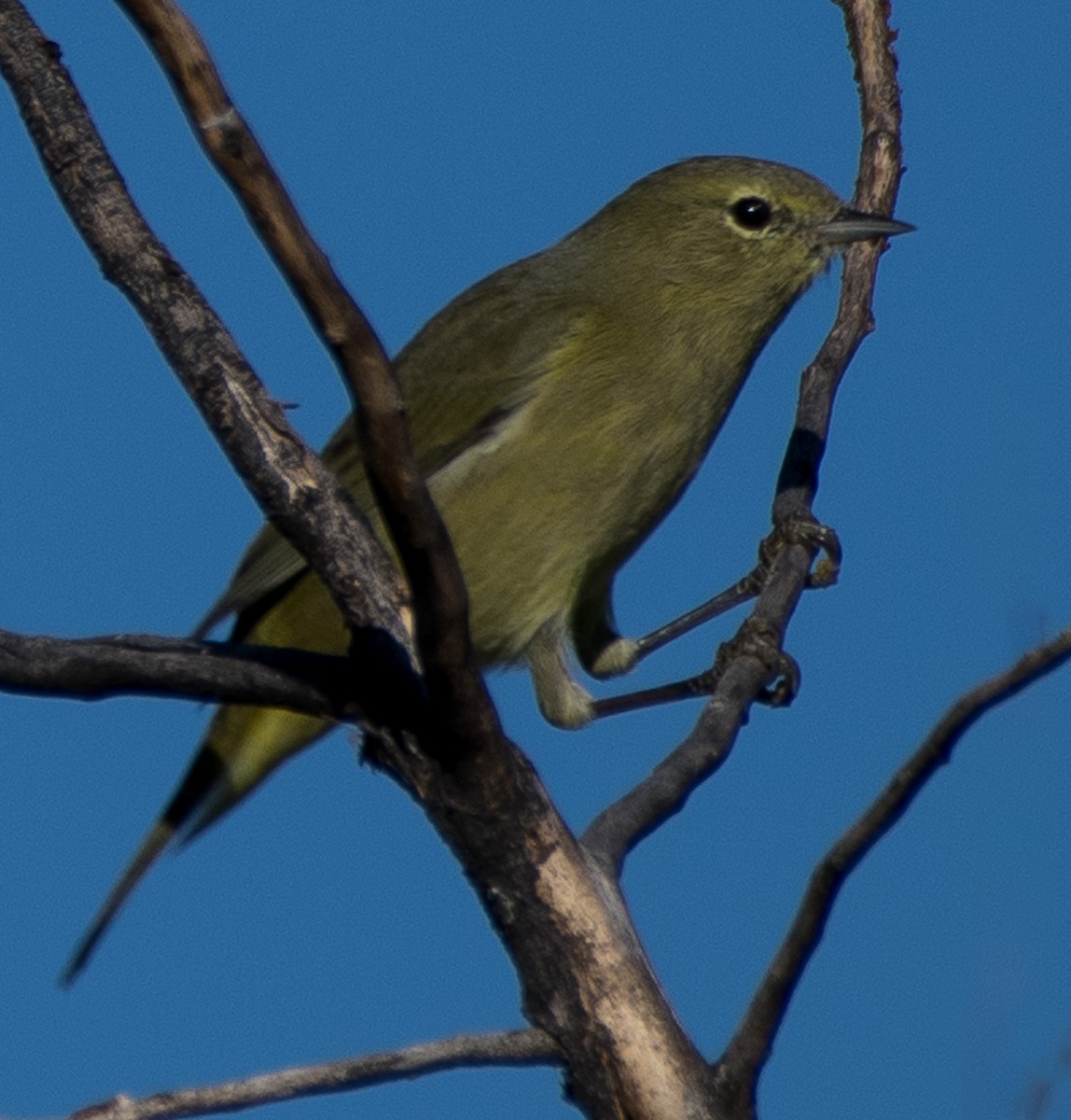 Orange-crowned Warbler - ML624199239