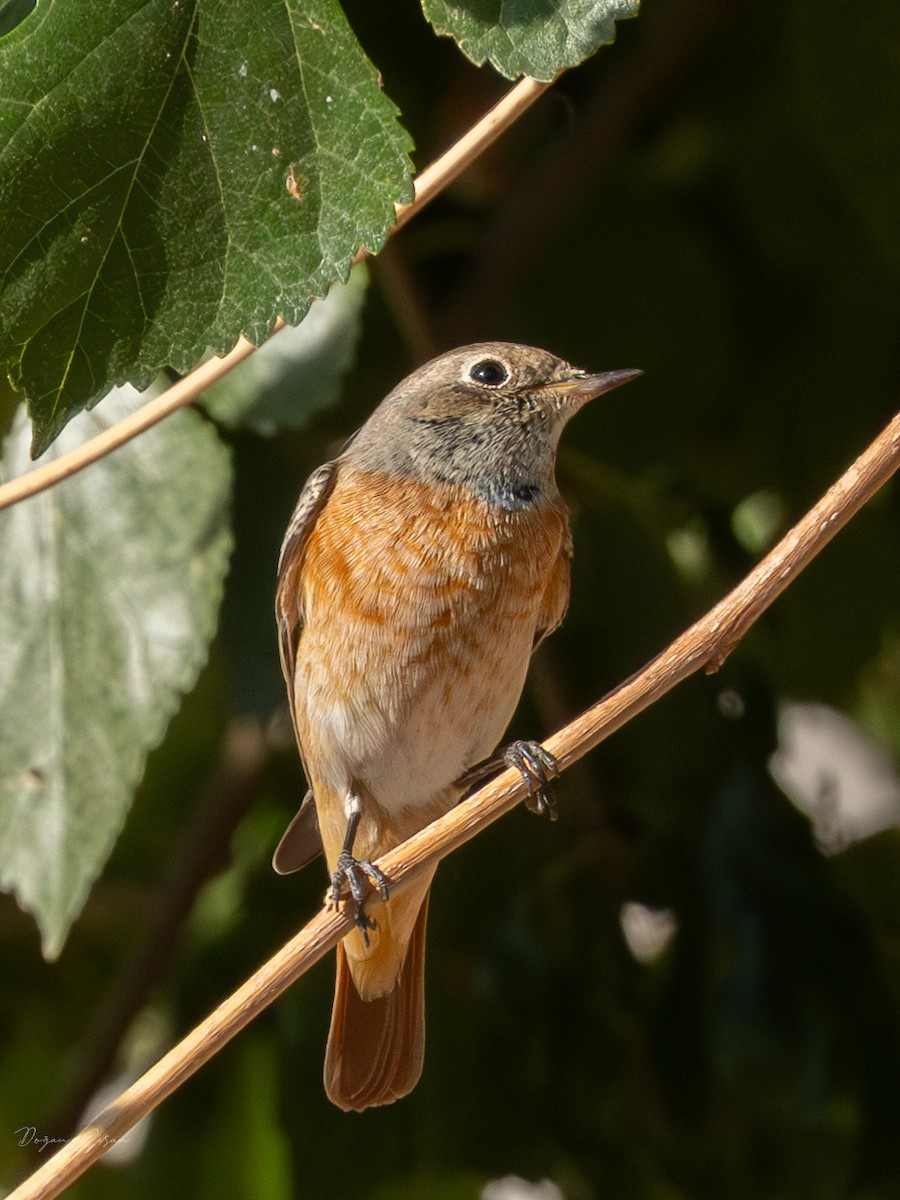 Common Redstart - ML624199241