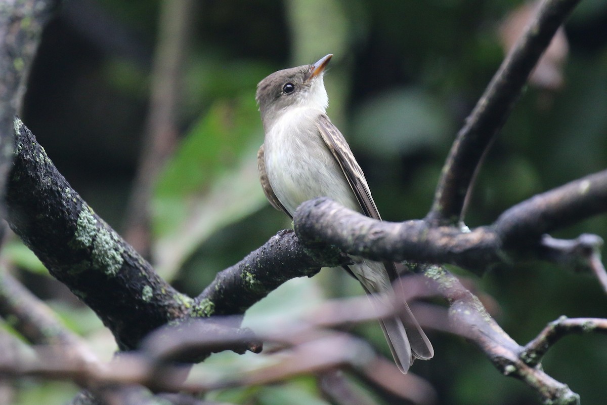 Eastern Wood-Pewee - ML624199242