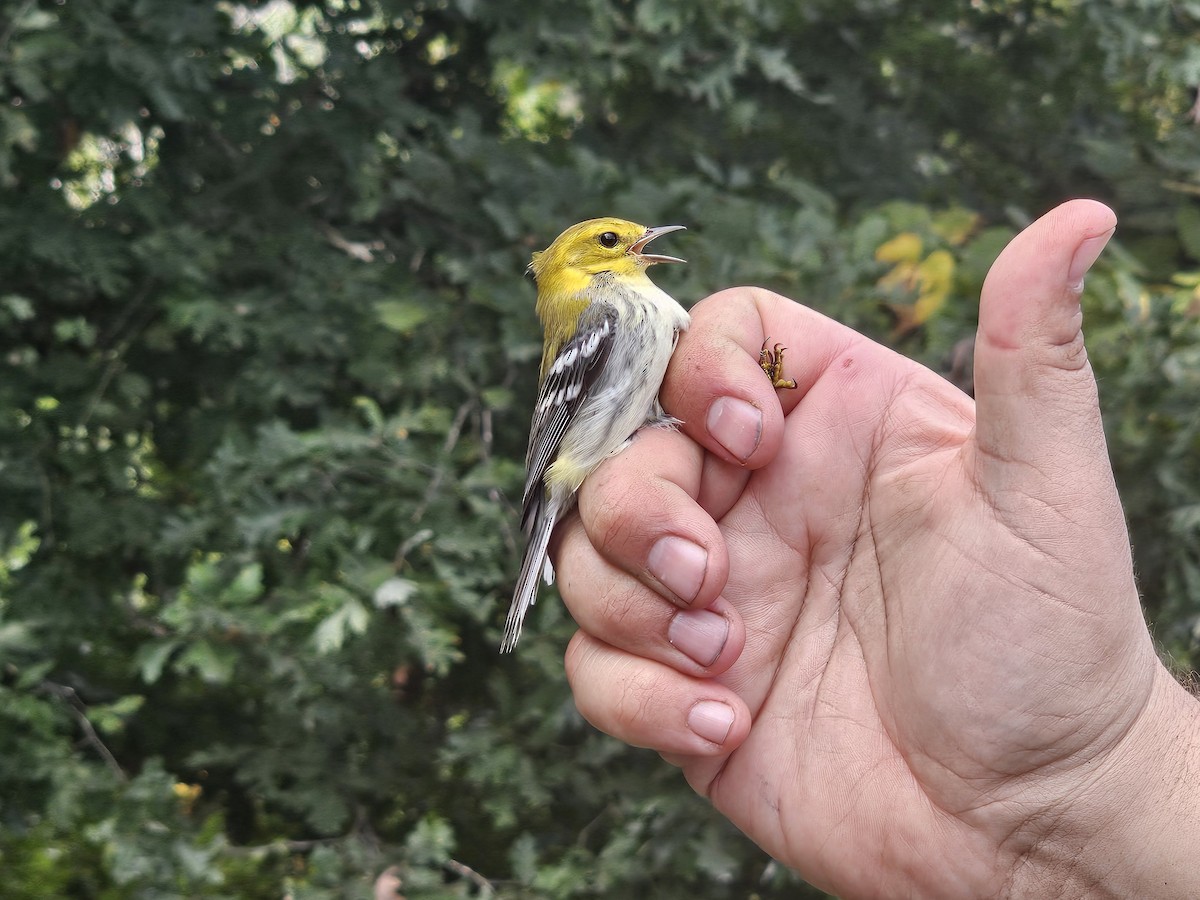 Black-throated Green Warbler - ML624199245