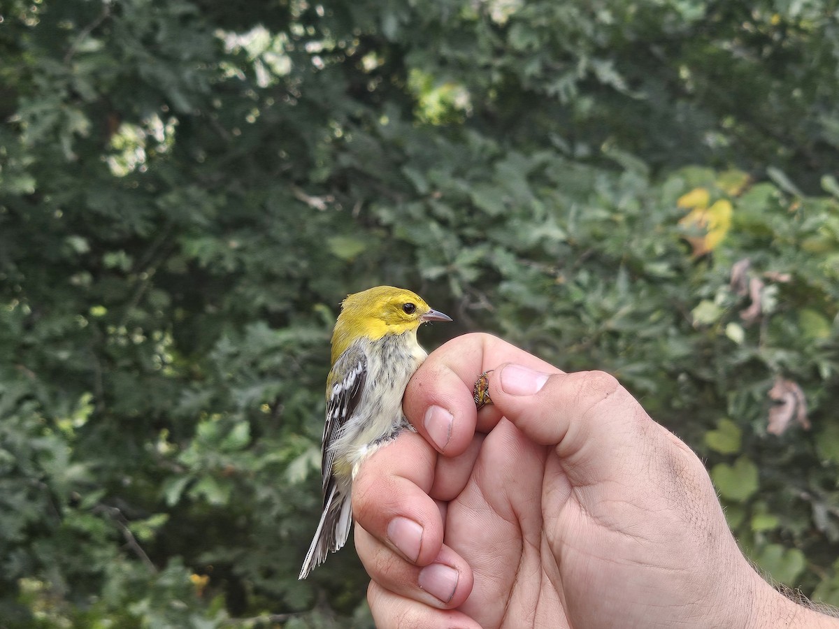 Black-throated Green Warbler - ML624199246