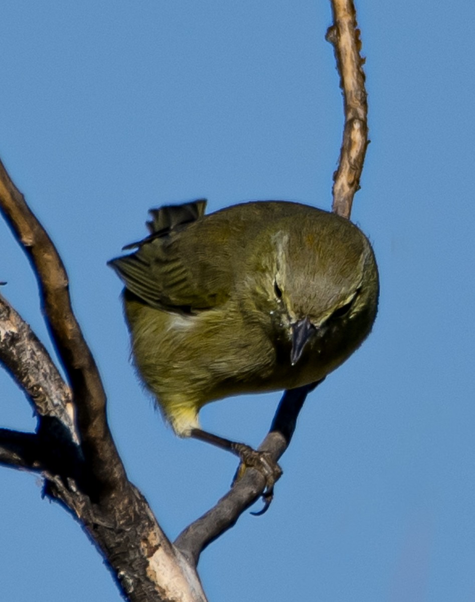 Orange-crowned Warbler - ML624199249