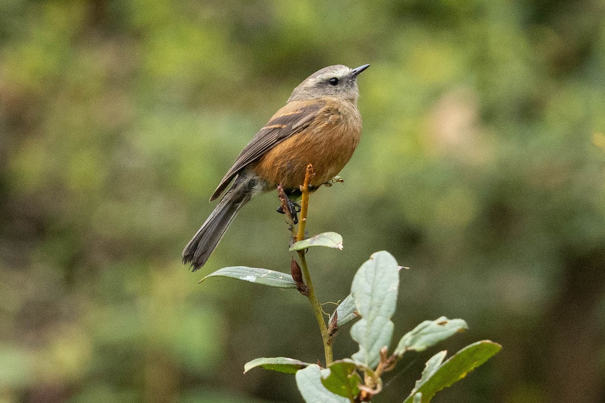 Brown-backed Chat-Tyrant - ML624199251