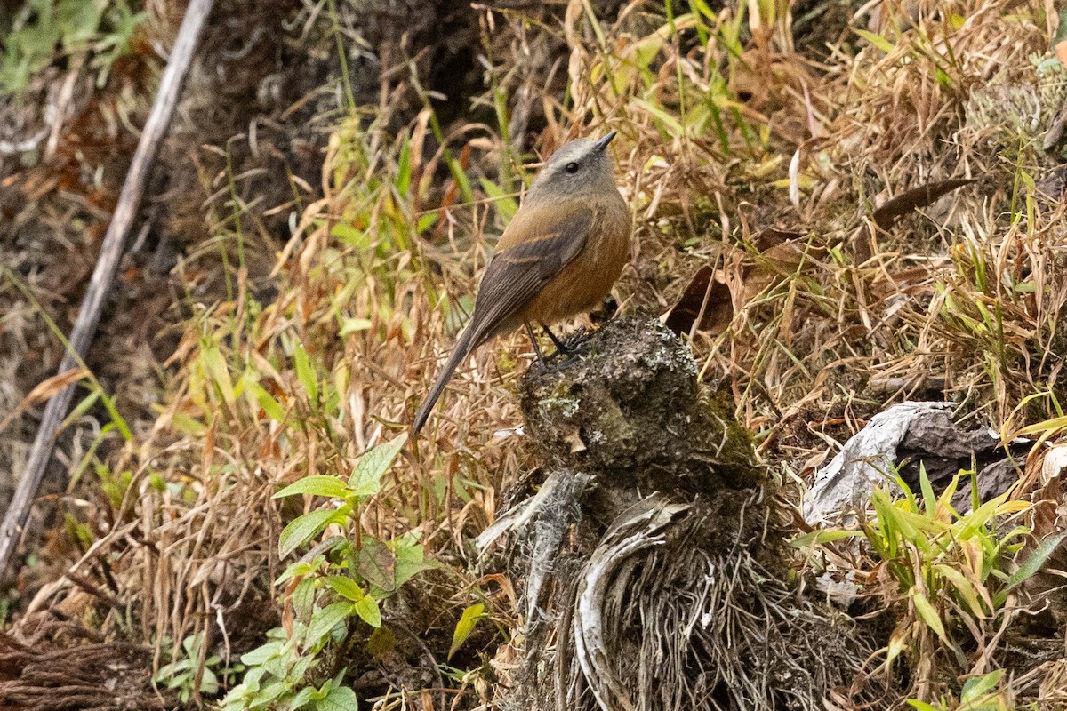 Brown-backed Chat-Tyrant - Eric VanderWerf