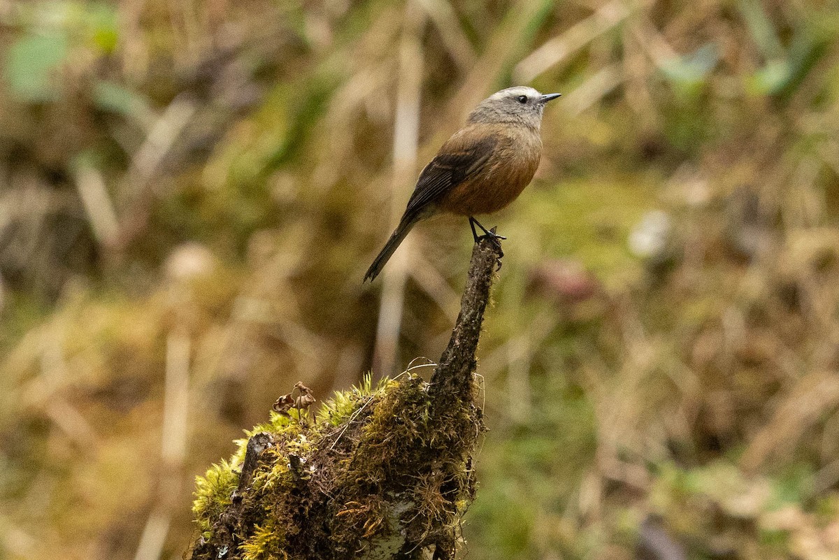 Brown-backed Chat-Tyrant - ML624199253