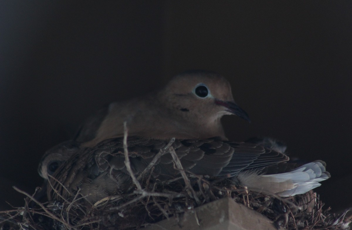 Mourning Dove - Maria Morelli