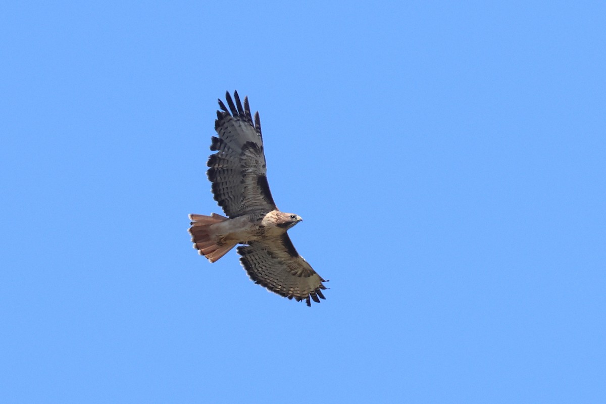 Red-tailed Hawk - ML624199262