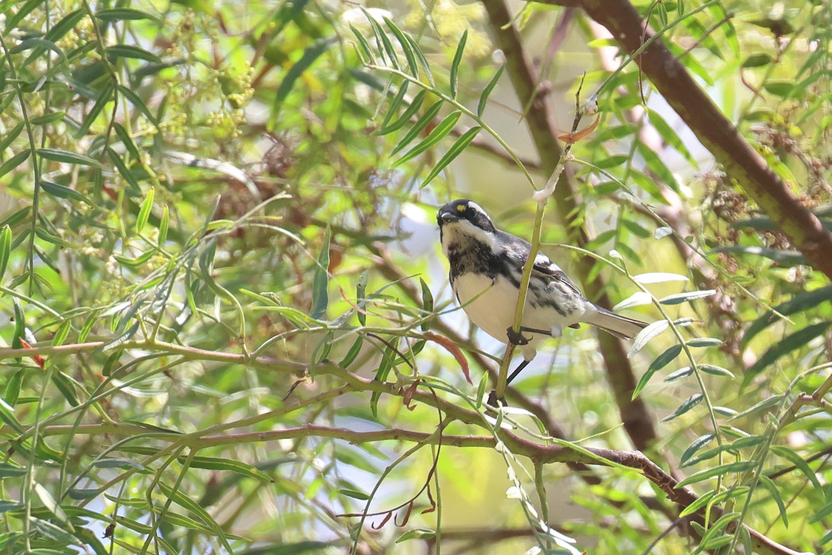 Black-throated Gray Warbler - Tom Fangrow