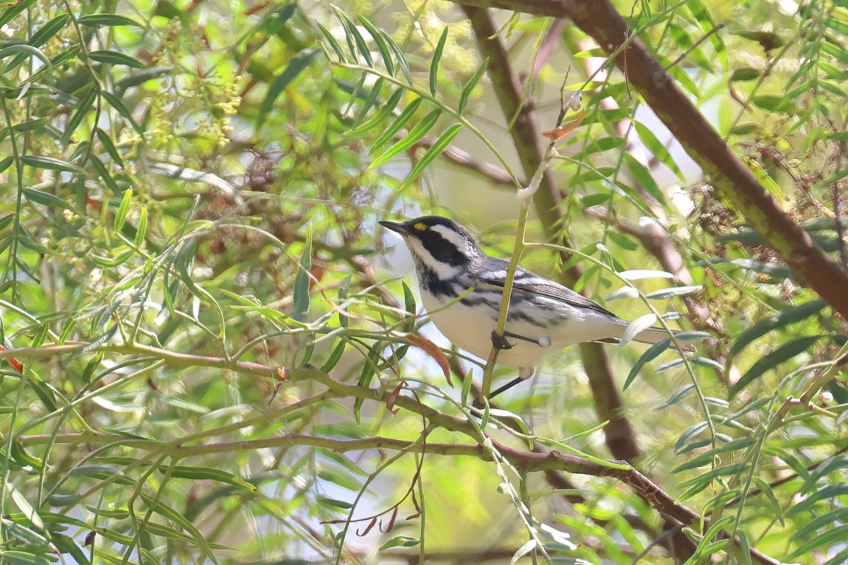 Black-throated Gray Warbler - ML624199265