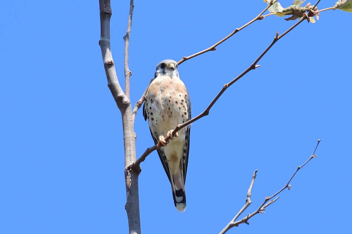 American Kestrel - Tom Fangrow