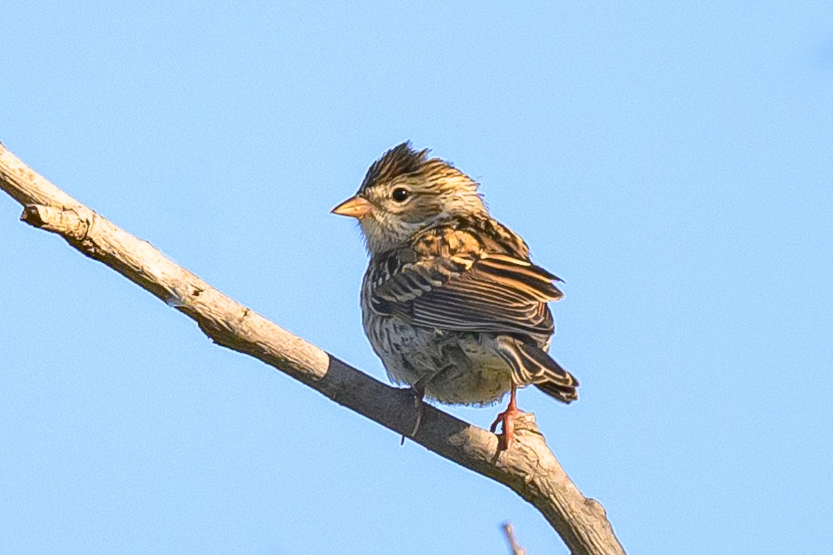 Lincoln's Sparrow - Janet Hix