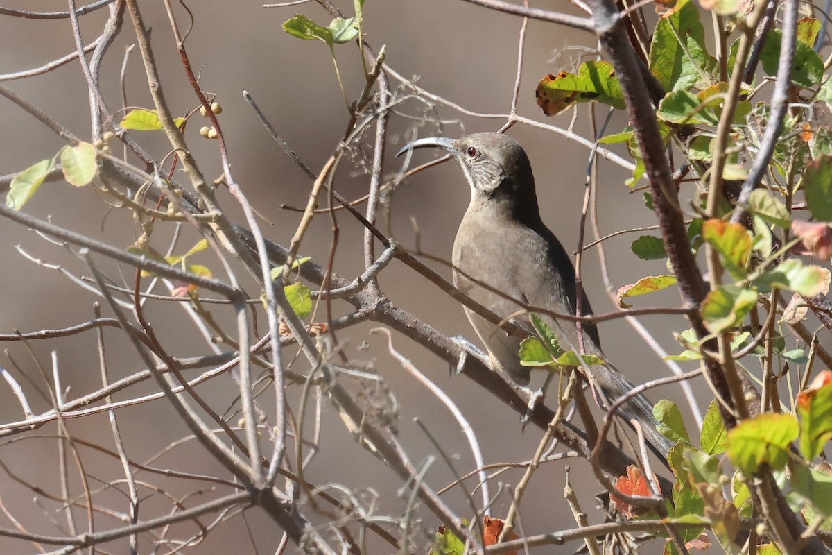 California Thrasher - ML624199271