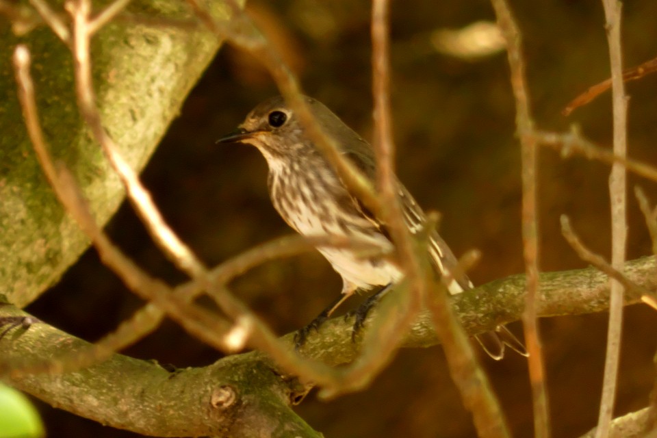 Gray-streaked Flycatcher - ML624199273