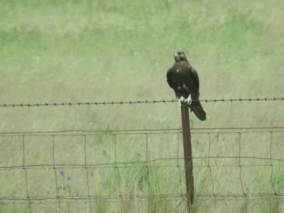 Black Falcon - ML624199274