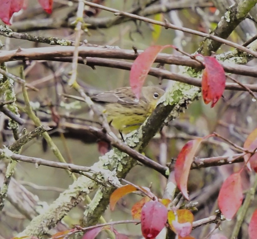 Kirtland's Warbler - ML624199277