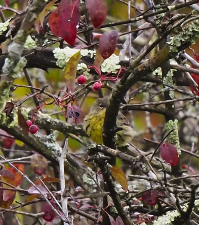 Kirtland's Warbler - ML624199281