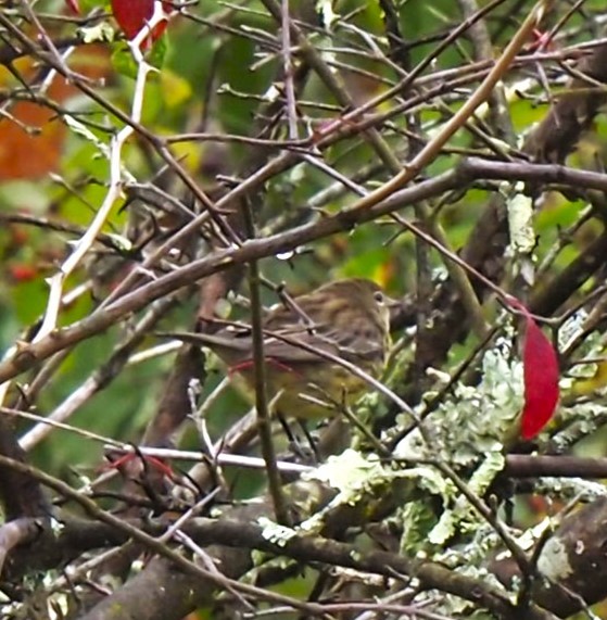 Kirtland's Warbler - ML624199283