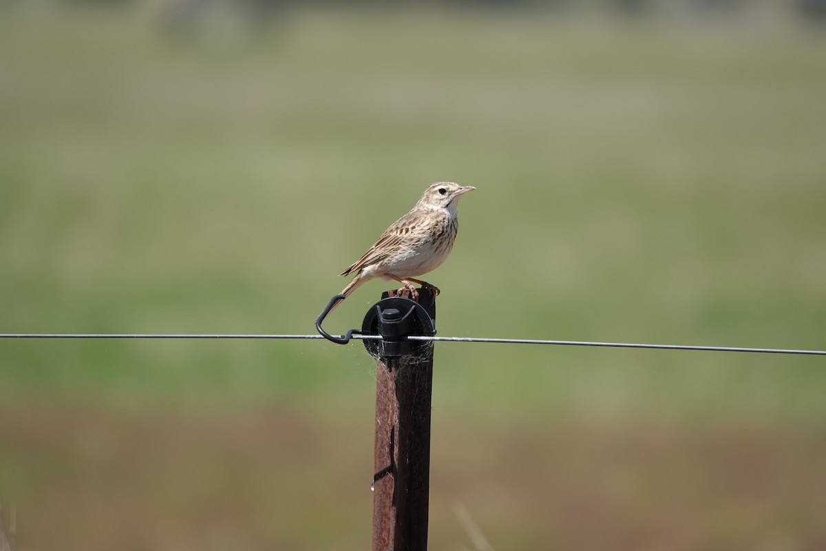 Australian Pipit - ML624199285