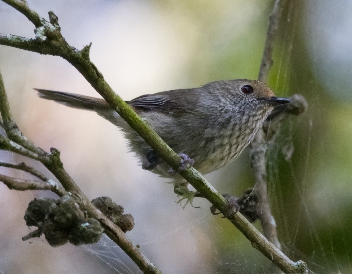 Brown Thornbill - ML624199288