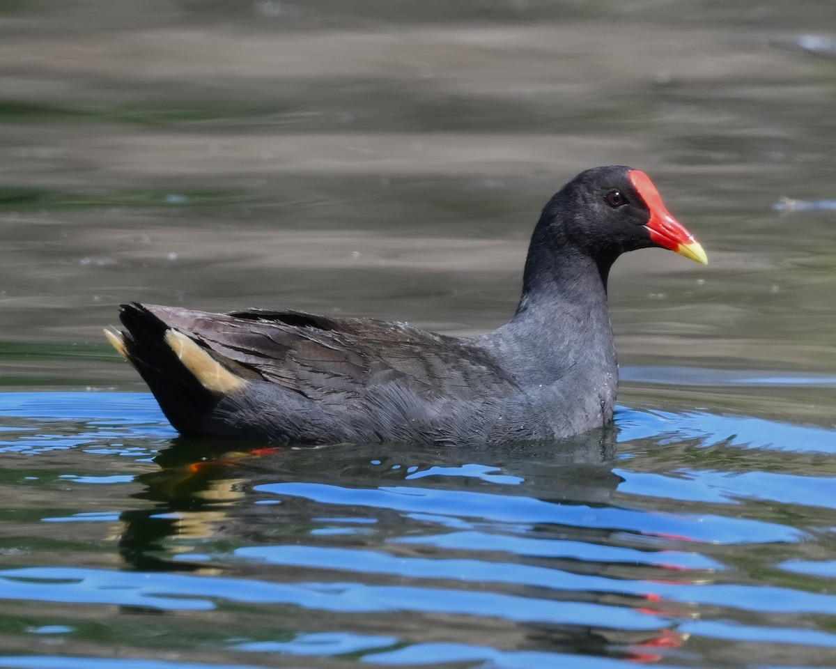 Gallinule sombre - ML624199312