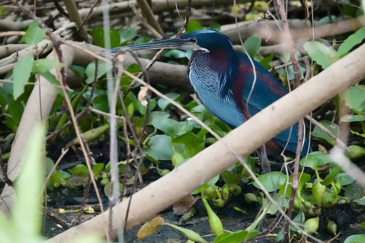 Agami Heron - ML624199317