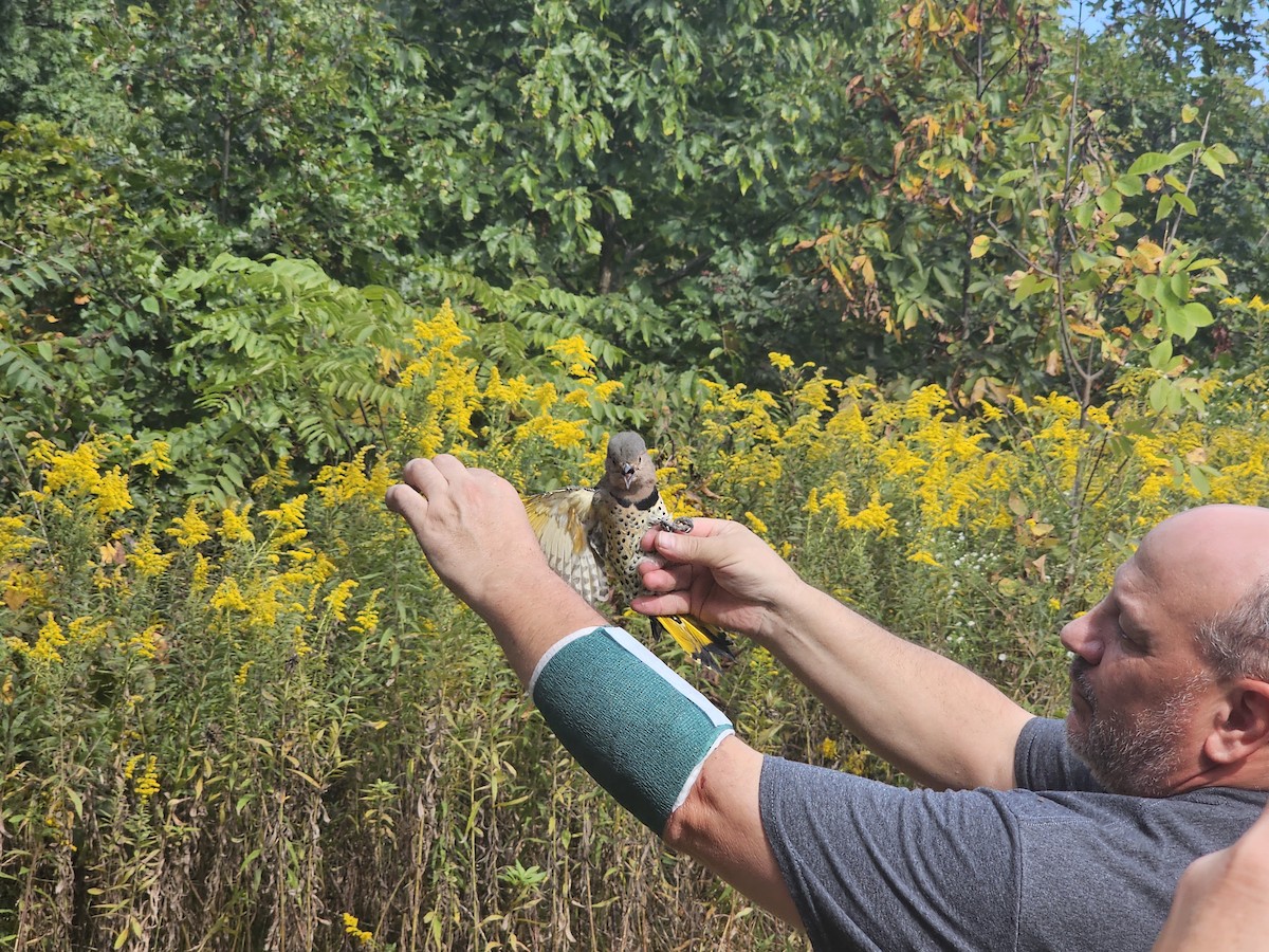 Northern Flicker (Yellow-shafted) - ML624199323