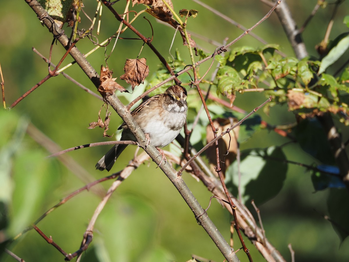 White-throated Sparrow - ML624199324