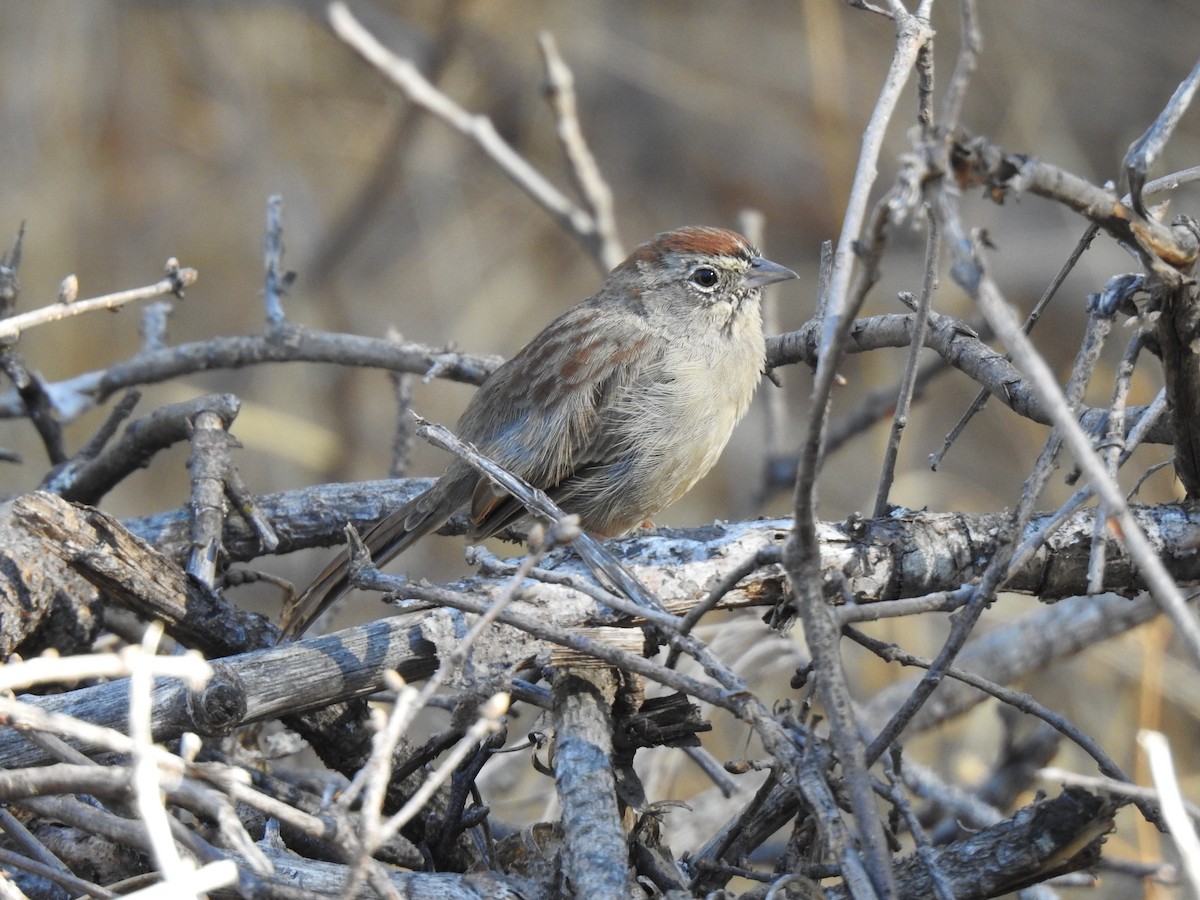 Rufous-crowned Sparrow - ML624199325