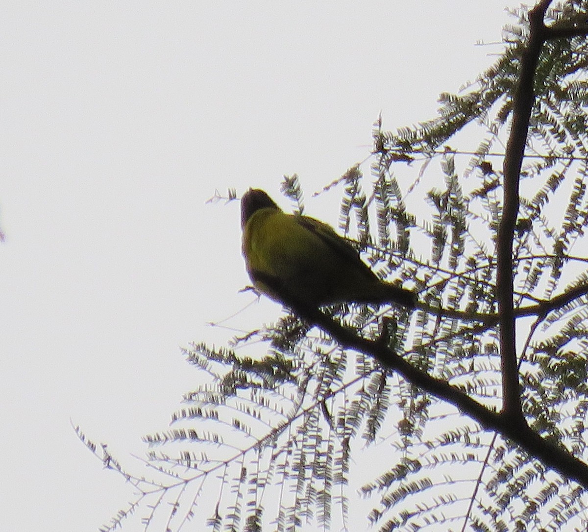 Hooded Siskin - ML624199326