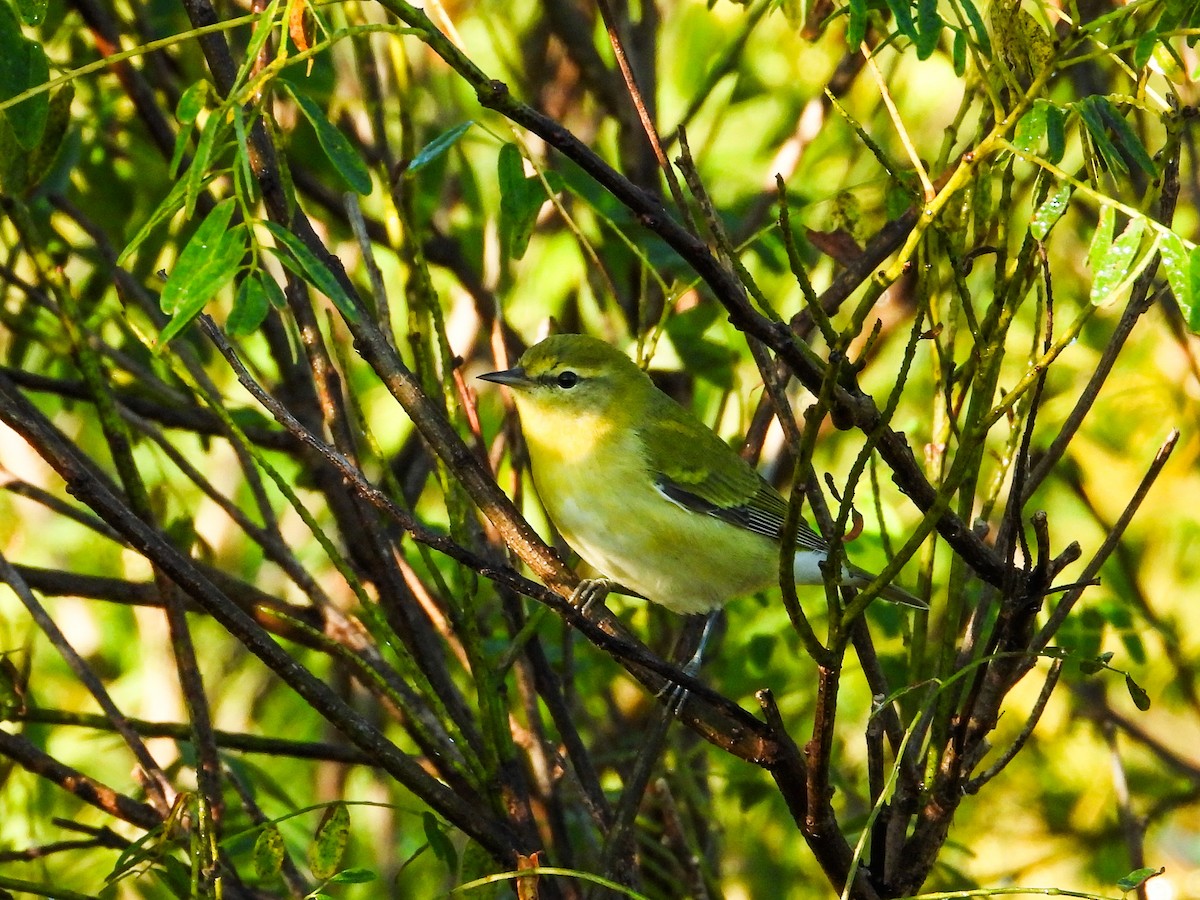 Tennessee Warbler - ML624199327