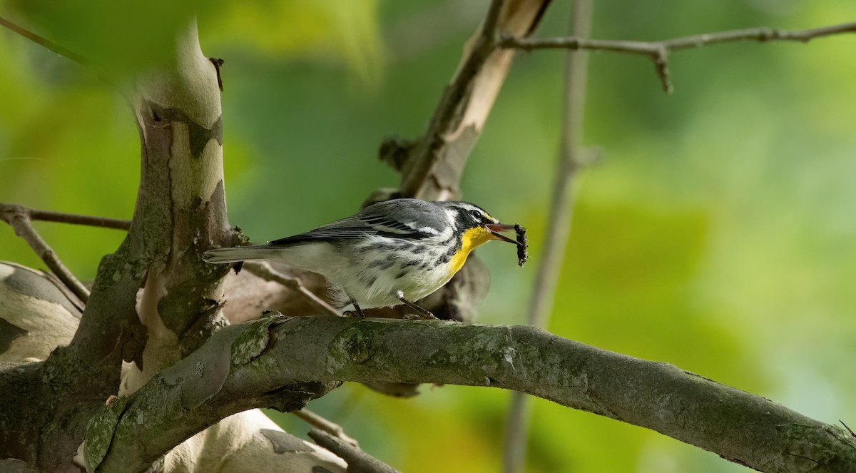 Yellow-throated Warbler - ML624199328