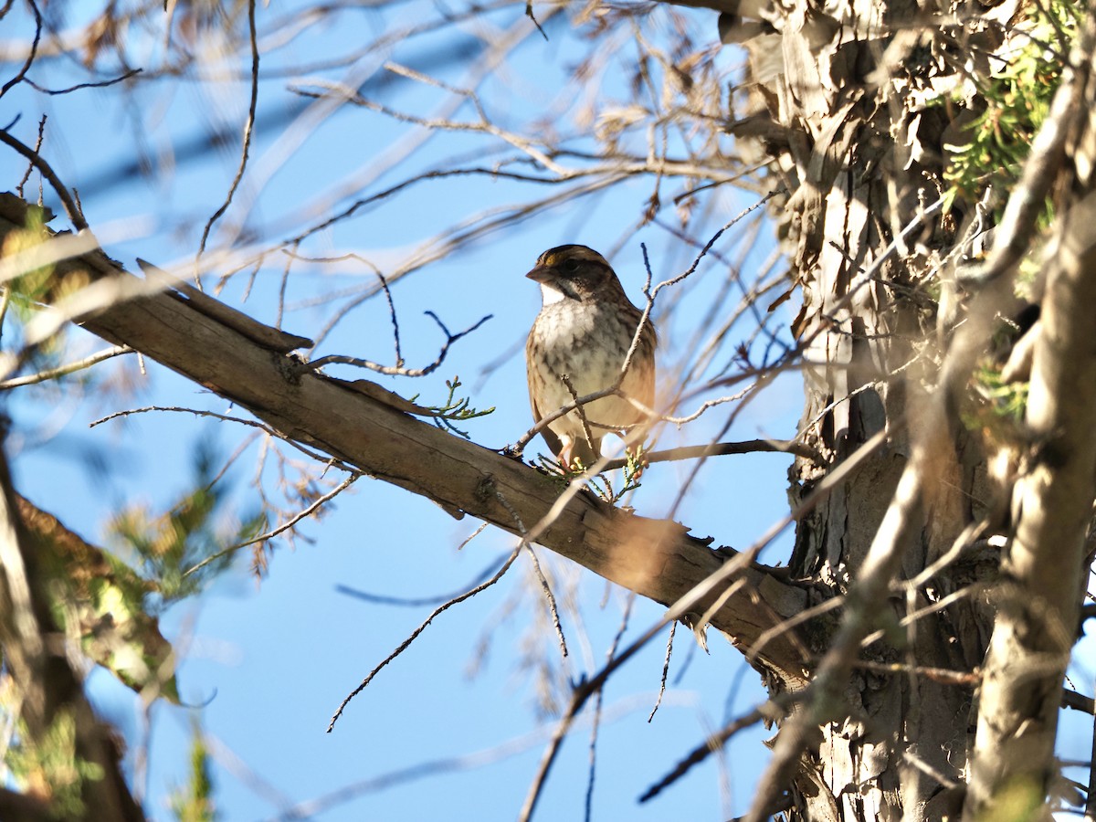 White-throated Sparrow - ML624199329