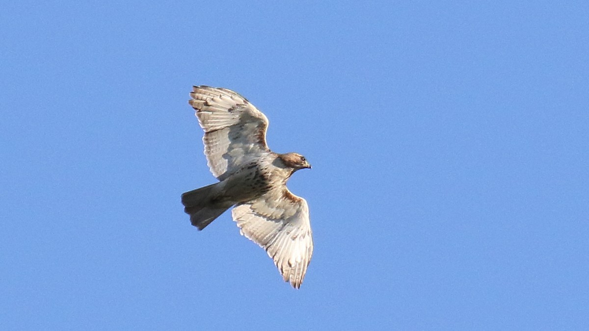 Red-tailed Hawk - ML624199330