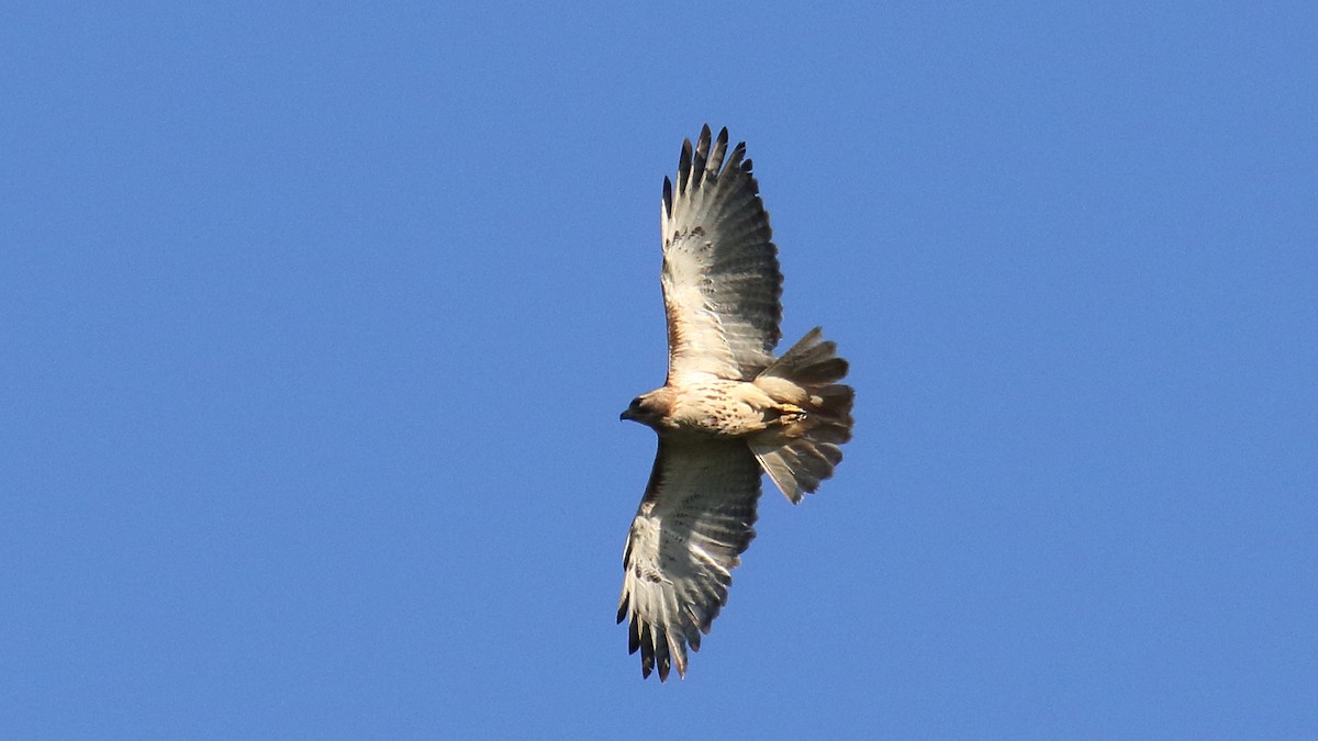 Red-tailed Hawk - ML624199331