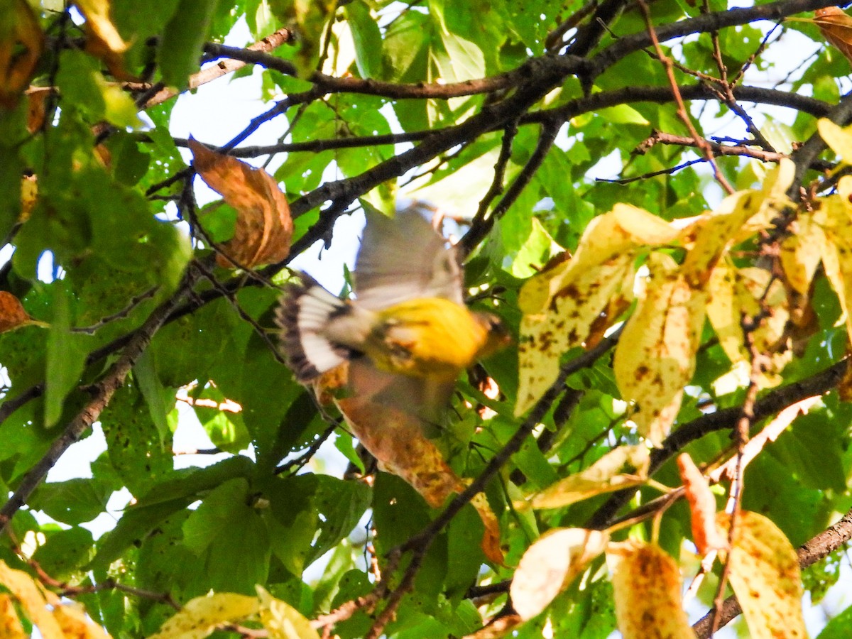 Magnolia Warbler - ML624199332