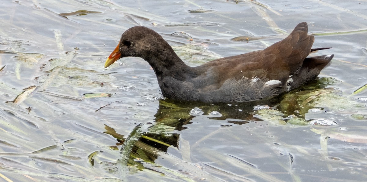 Common Gallinule - ML624199333