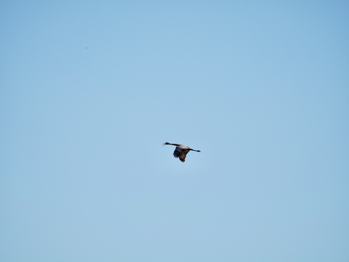 Sandhill Crane - ML624199334