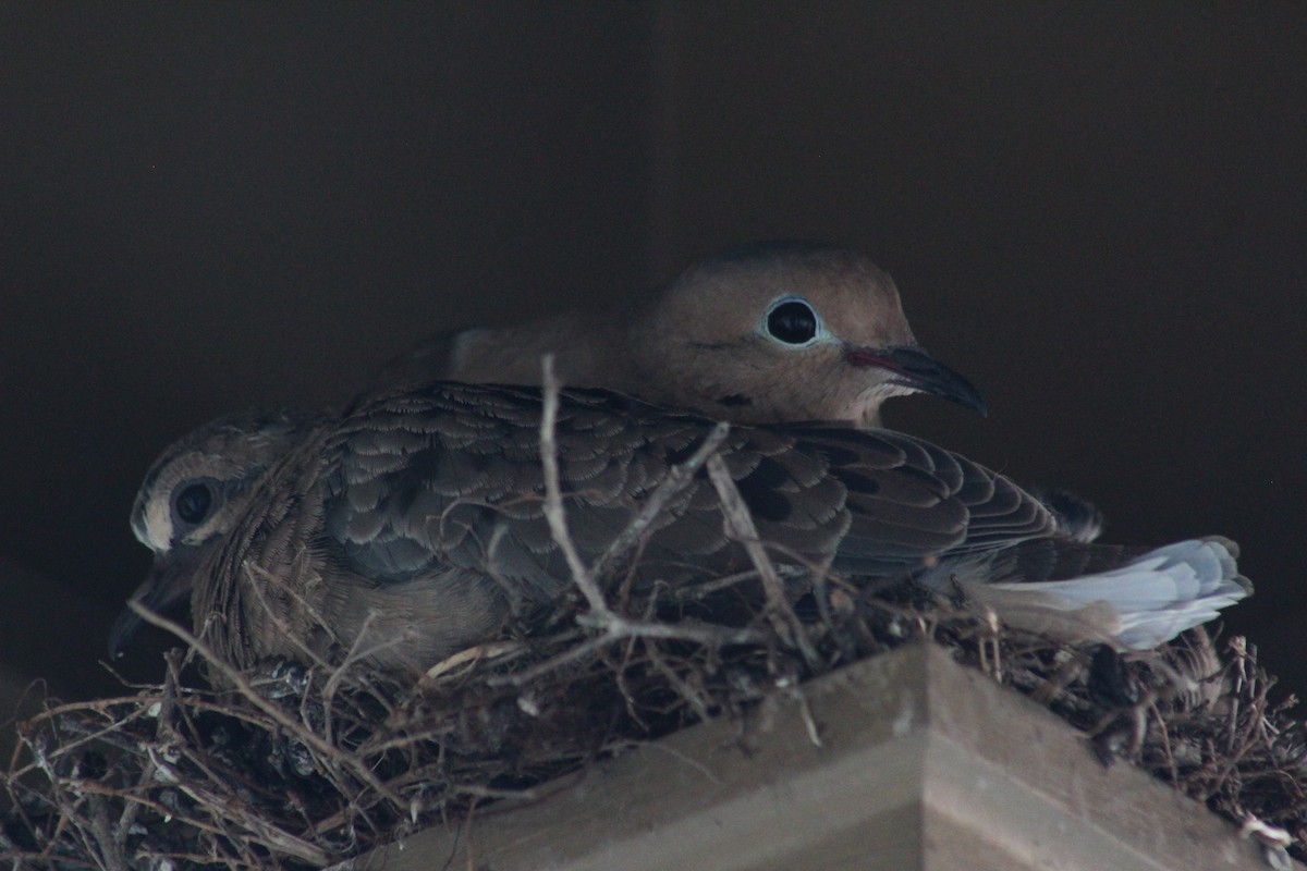 Mourning Dove - ML624199336